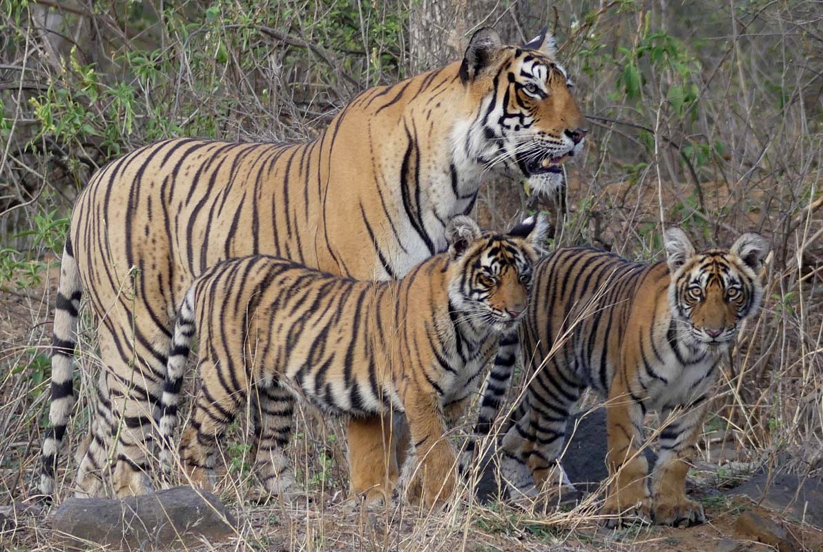 Arrow-Head with new cubs at Ranthambore National Park