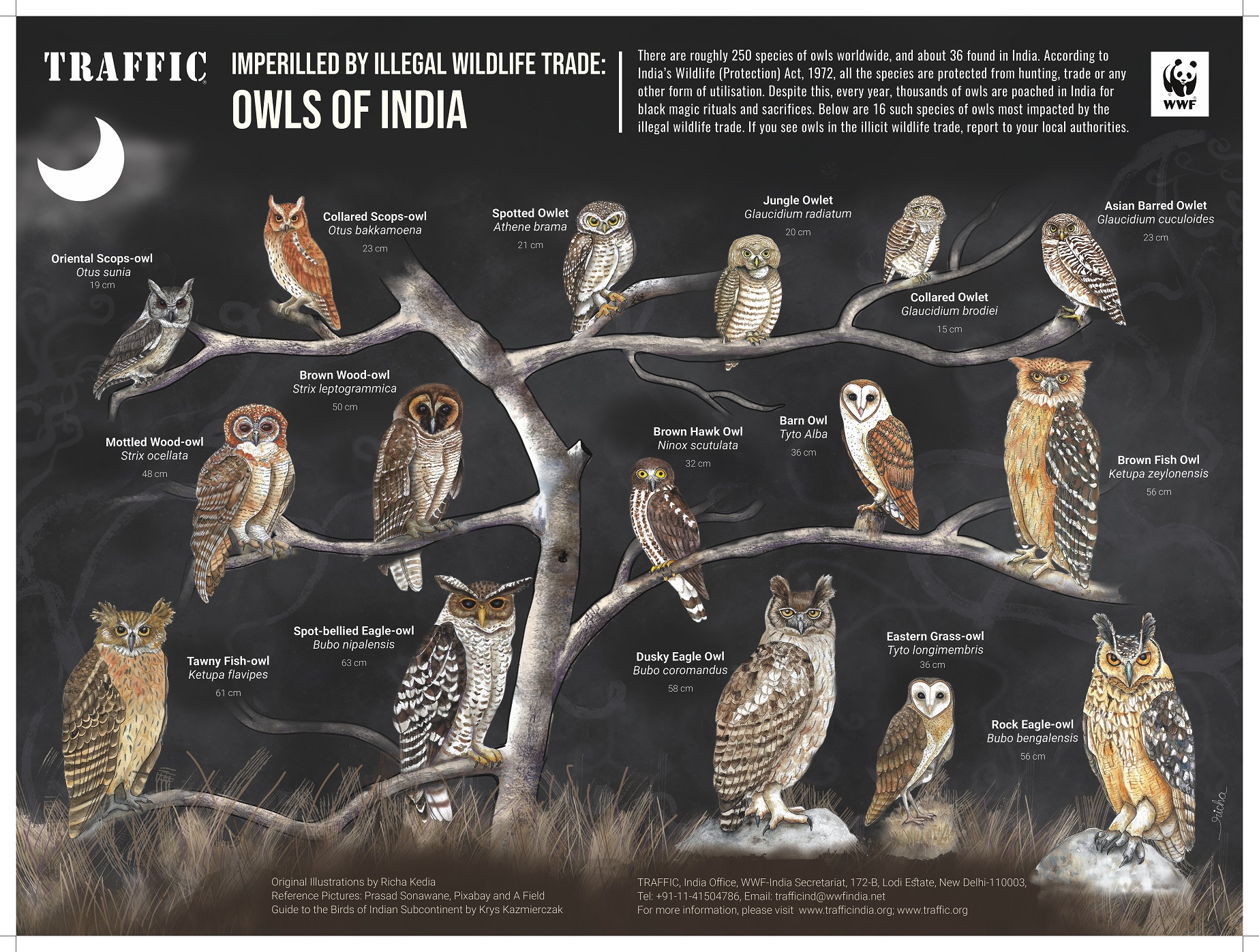 16 species of owls that are commonly trafficked in the illegal wildlife trade in India.