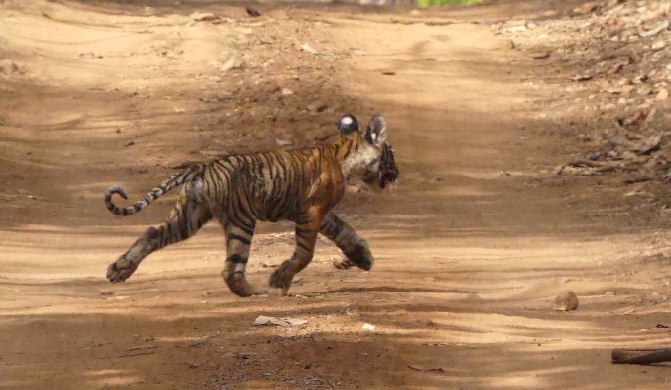 A solo cub following her mother, T-60 at Ranthambore