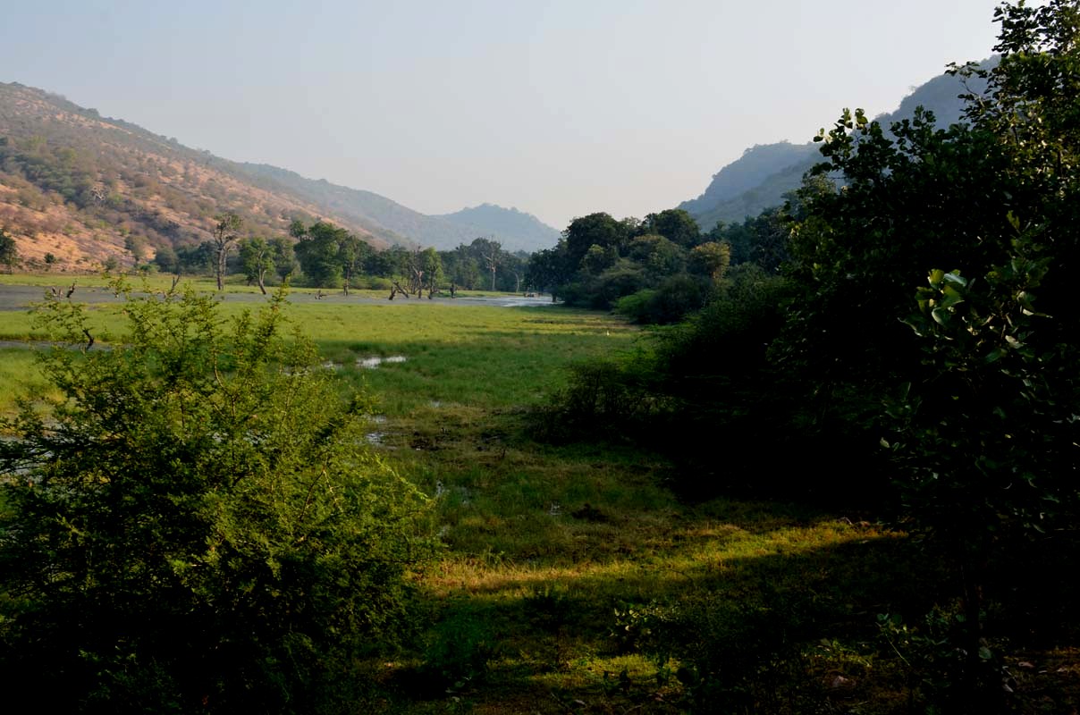 The view of Gada-Doob from Ranthambore National Park