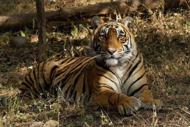 This Week's Top Stories About Tigress, Sultana (T-107) Spotted With Her New Tiger Cubs In Ranthambore 