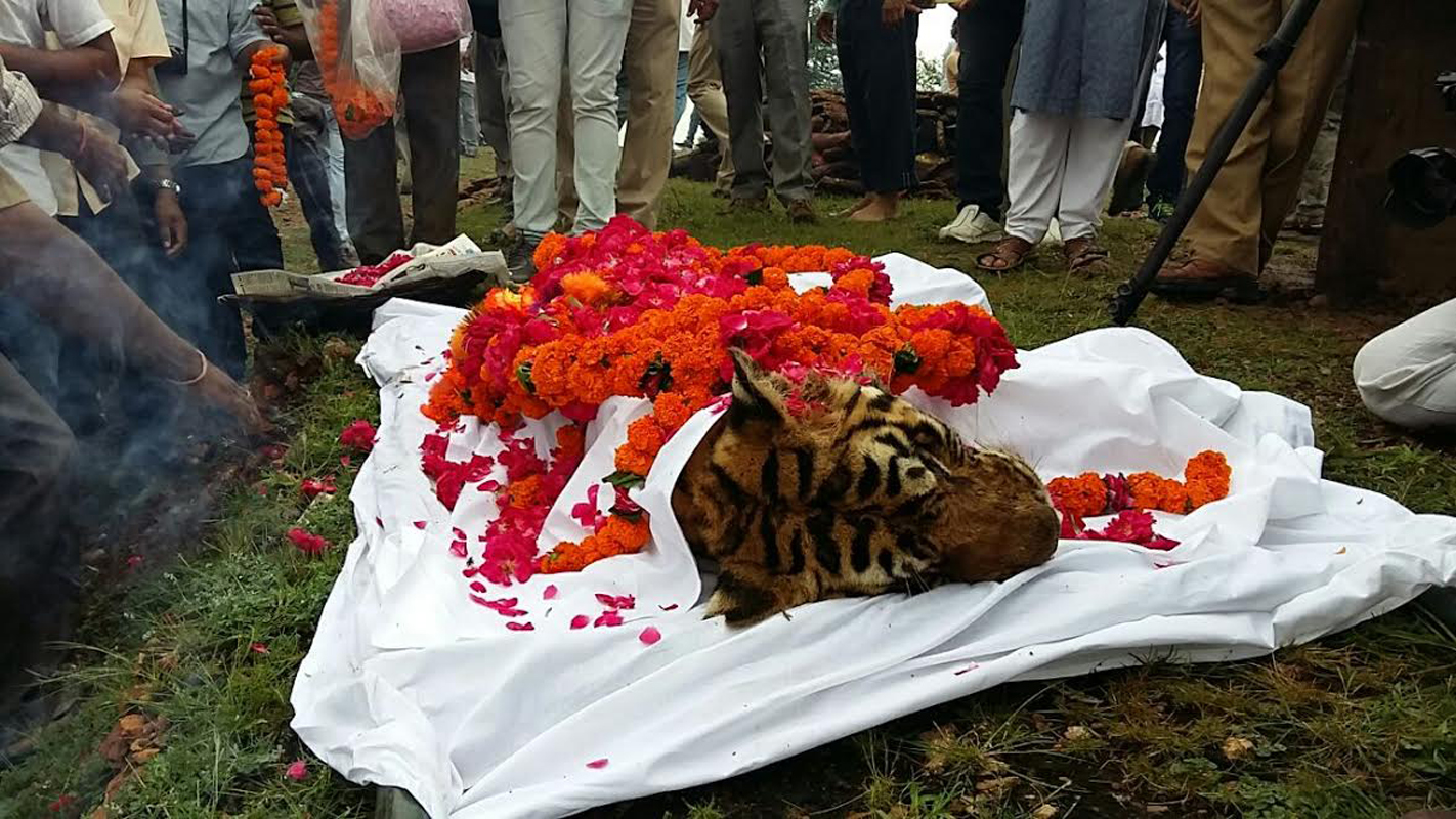 Ranthambore: world's most famous tigress 'Machhali' passes away