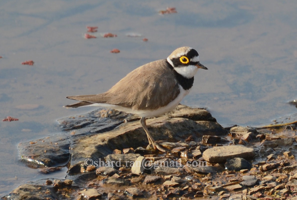 Little ringed plover | Backcountry Gallery Photography Forums