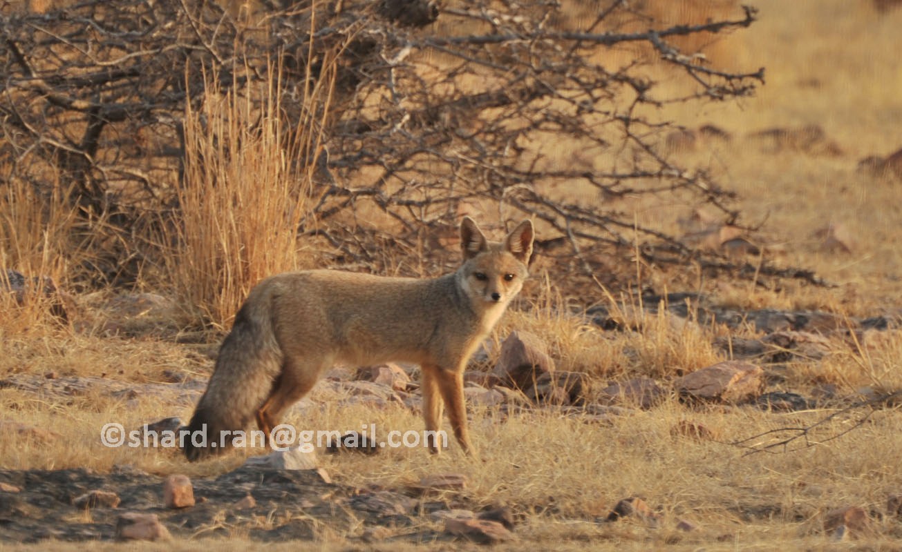 A Bengal Fox Spotted at zone no.6 !   