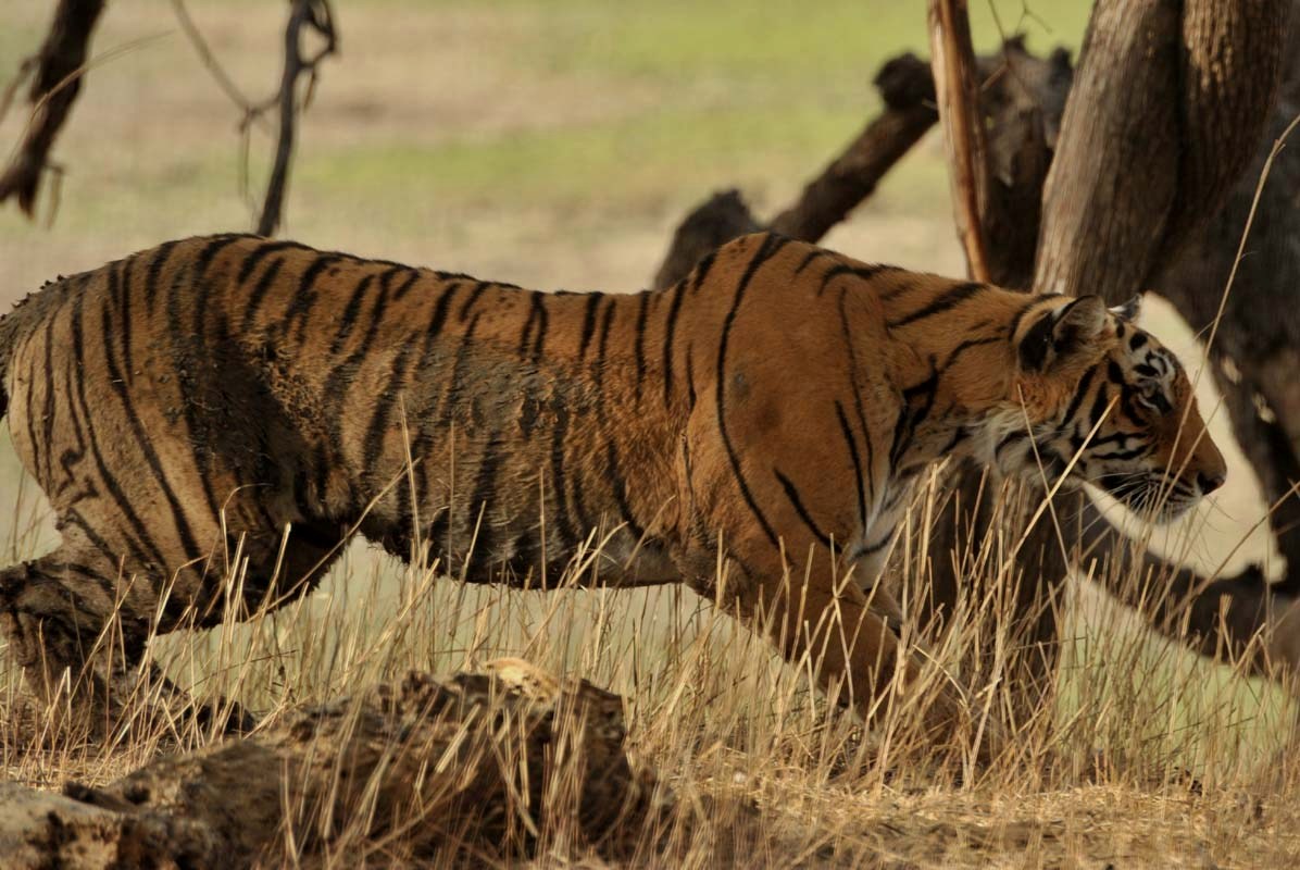 Ranthambore Tigress Lightning, T-83 Shifts To Mukundra Hills Tiger Reserve, Rajasthan 