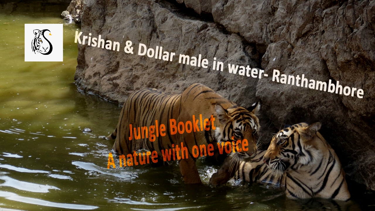 Wildcats, Tigers drinking water during wildlife safari at tiger reserve in India | Ranthambore | Rajasthan wild country 