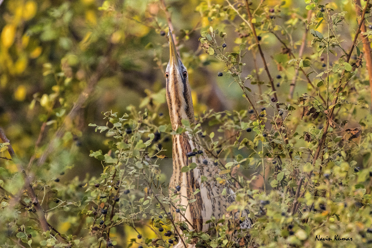 New update about Very Rare Bird- Great Bittern in Keoladeo National Park
