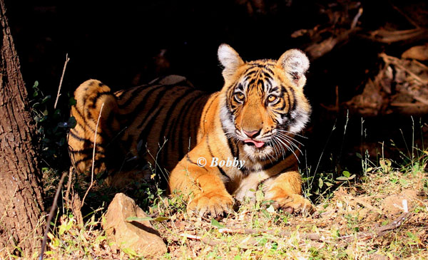 New-born tiger cubs in Ranthambhore National Park!