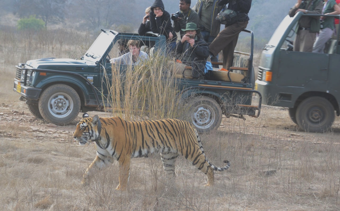 Ranthambhore: 02 nights, 03 days Complete Package with hotel & safaris