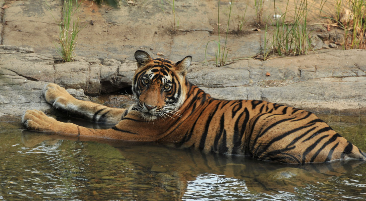 Full-day & Half-day safari in tiger haven- Ranthambore extends timings