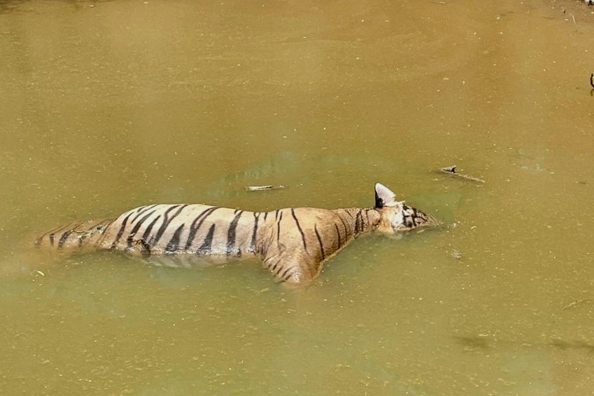 Tiger Suraj, called T-65, a ten-year-old male tiger, died of a heart attack at Ranthambore National Park, according to an IVRI report.