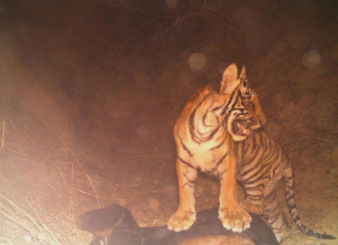 A new tiger cub spots at Ranthambhore !