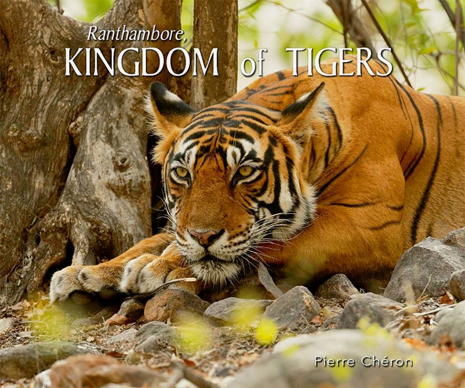 Kingdom of Tigers 