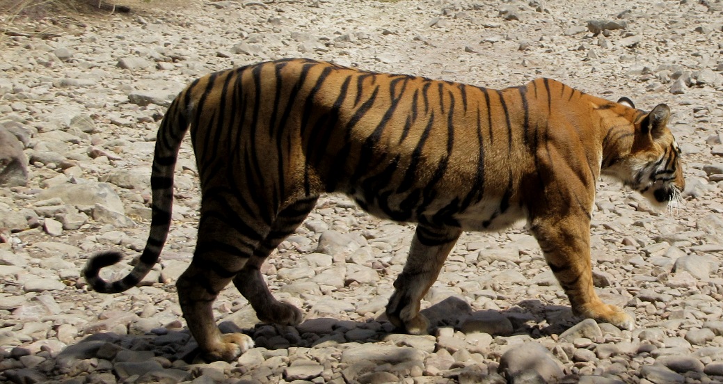 Ranthambore  On Strike Due To Flop Booking System  