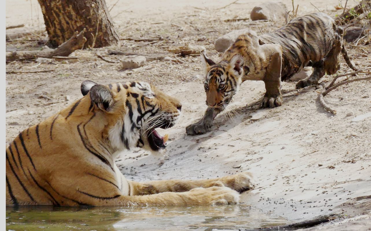 The History of Newborn Tiger Cub Spotted During Ranthambore Safari in National Park, Rajasthan Wildlife |Tigress,T-60 aka Junior Indu