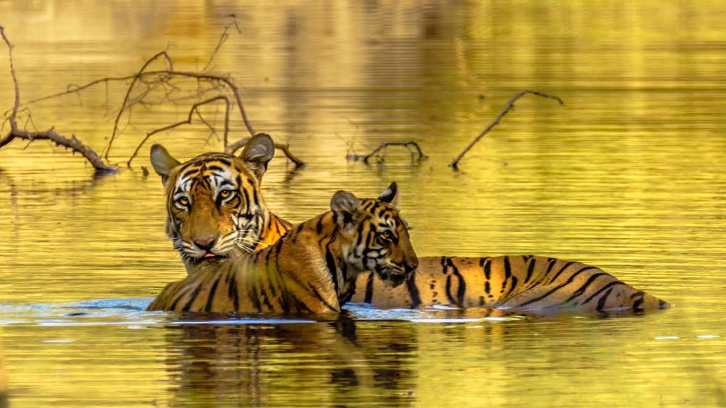 New tiger tiny-cubs at Ranthambhore 