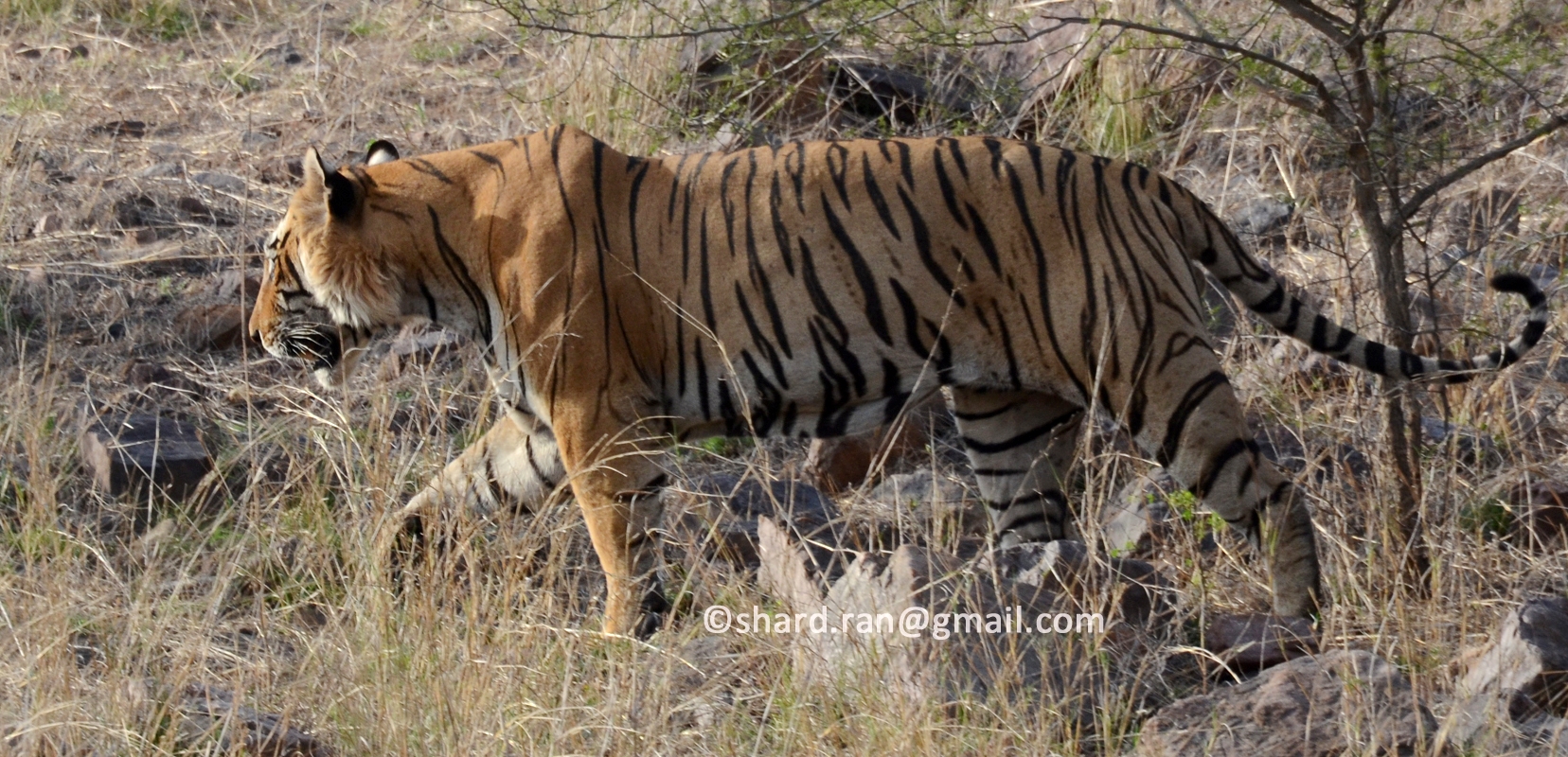 The tiger, Star male injured severely