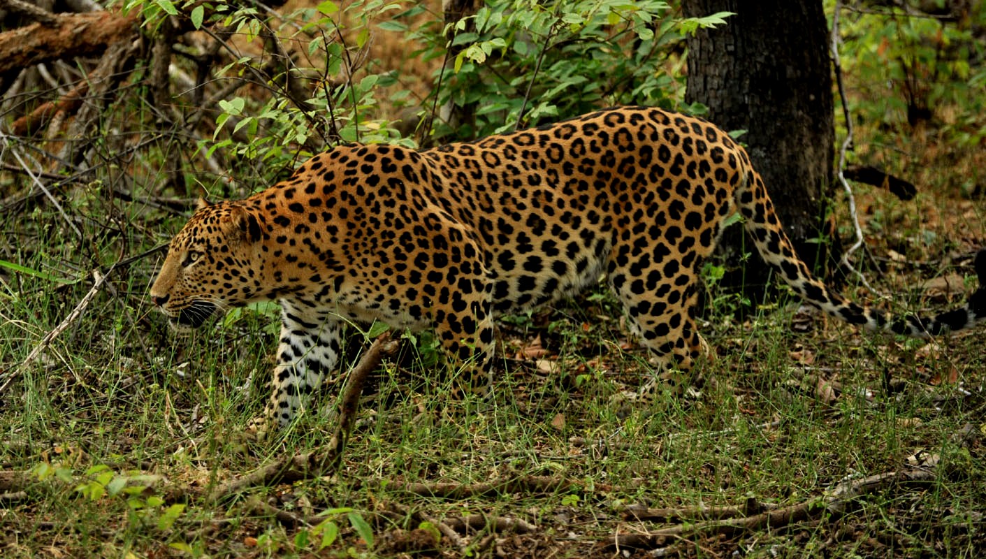 Rare Sighting Up Dates From Sariska Tiger Reserve 