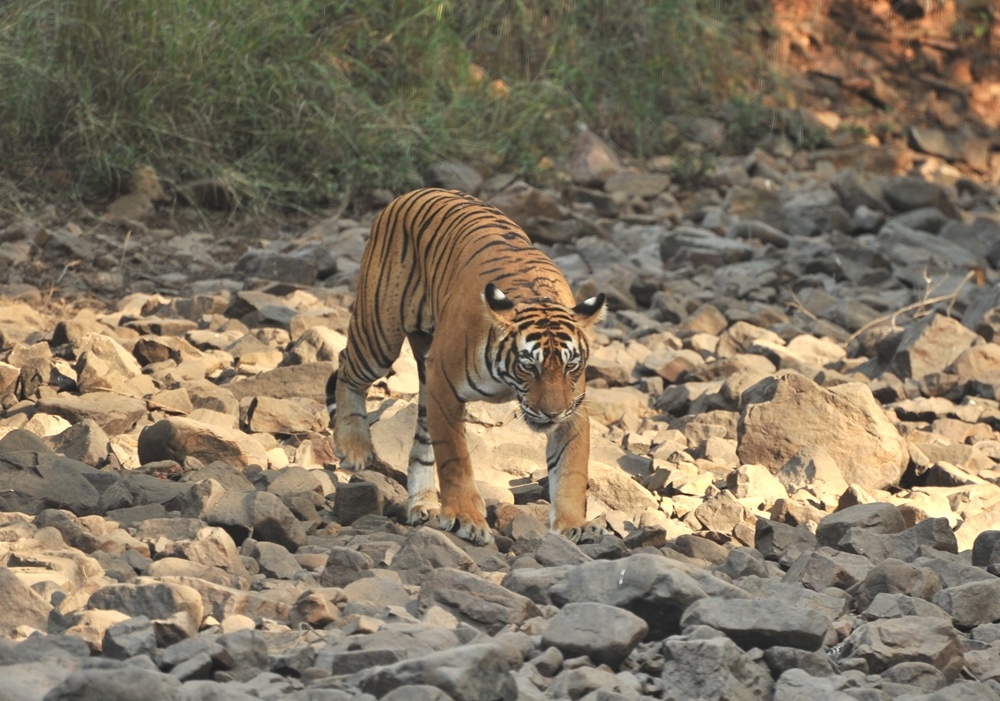  14 भारतीय बाघ अभयारण्य (TIGER RESERVES) को बाघों के बेहतर संरक्षण के लिये अंतरराष्ट्रीय केट्स (CA|TS) दर्जा मिला ! अंतरराष्टी्रय बाघ दिवस (International Tiger Day)