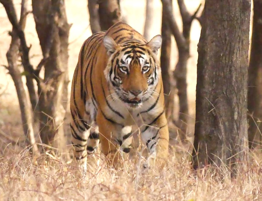 Ranthambore National Park : The world famous tigress, Arrowhead aka T-84 spots with her three new-born, tiny tiger cubs! 