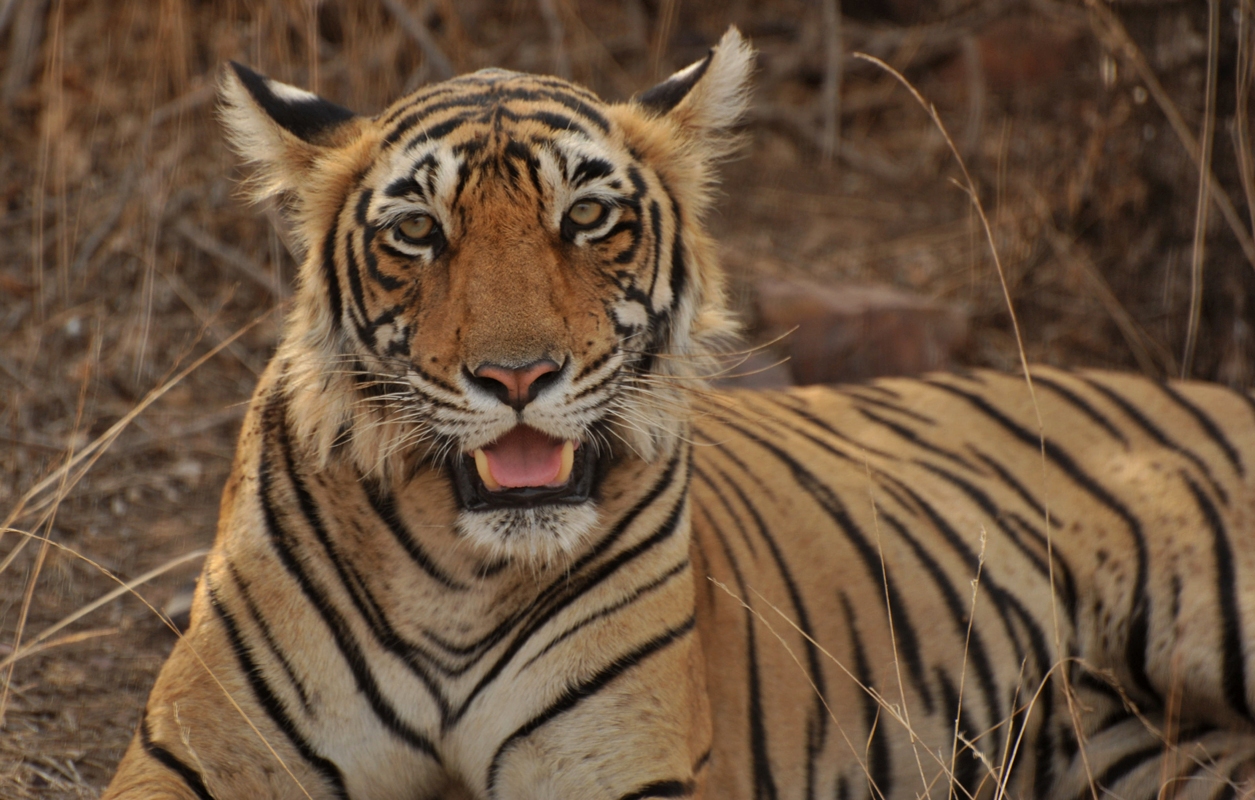 Tiger Tours Ranthambhore Safari India 