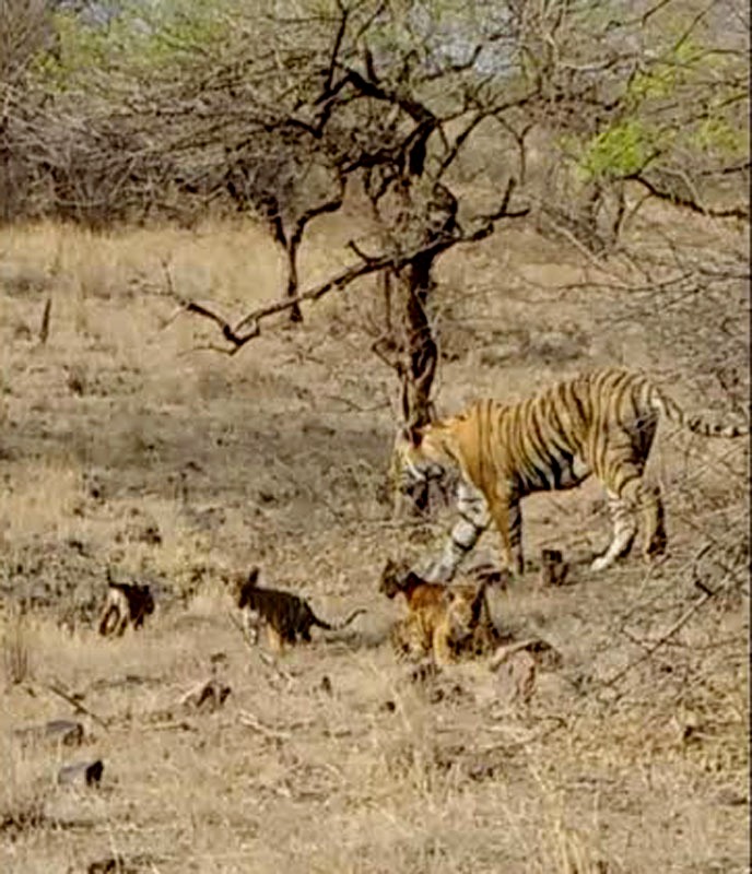 The four new-born tiger cubs spot in Ranthambhore 