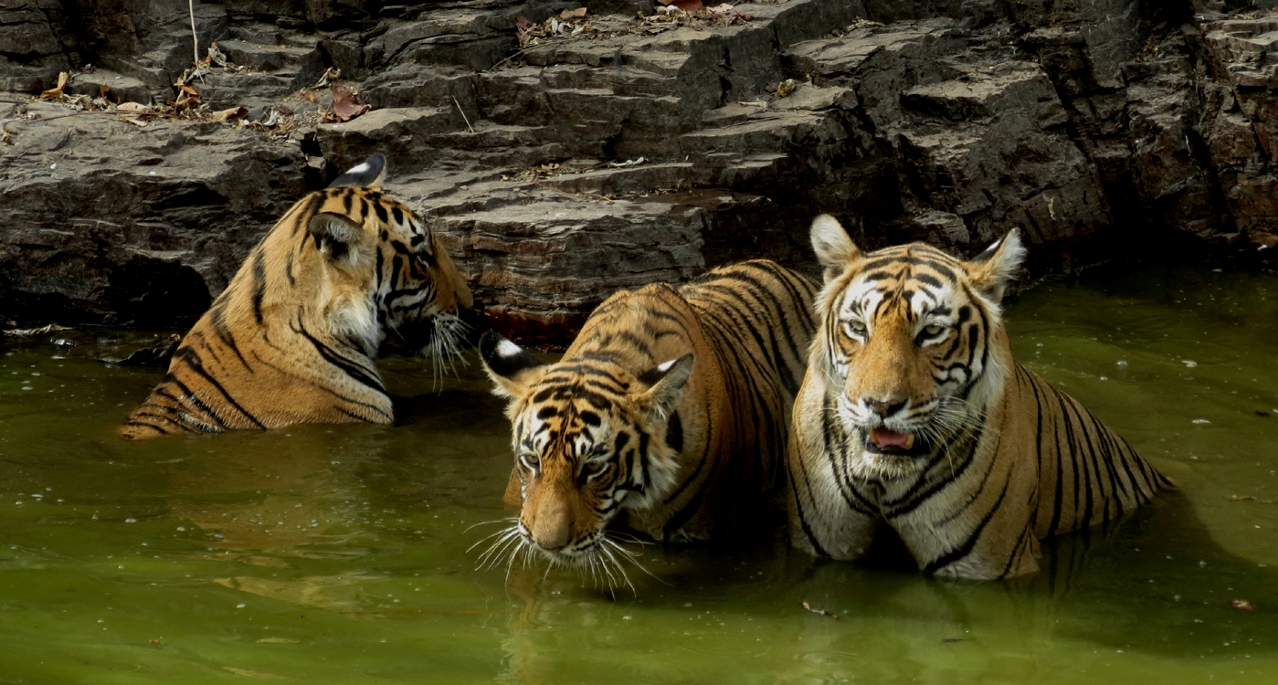 The Latest Developments In Ranthambore, Online Safari Booking, For Tiger Safari Or Jungle Safari, Rajasthan