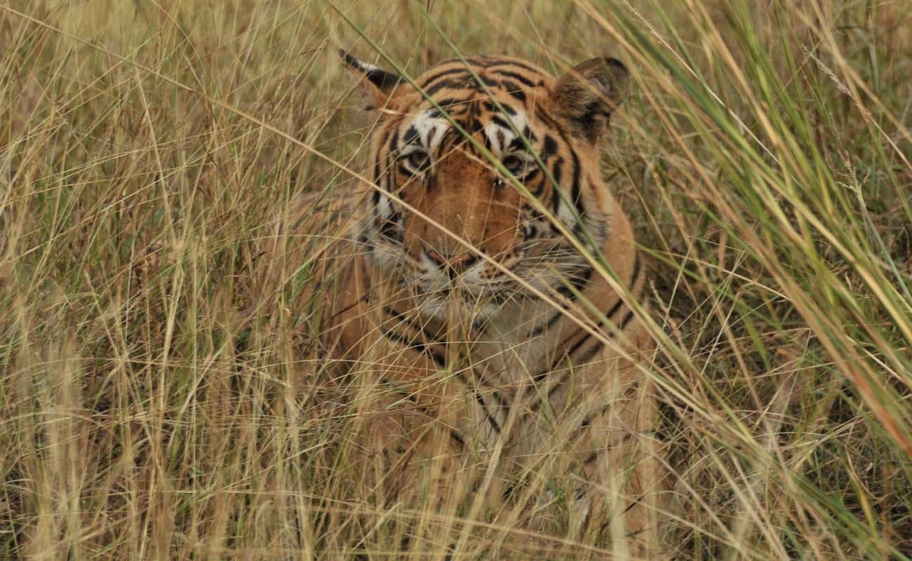 The Story Of Tiger,T-75 aka W-Male, Shifting To Sariska National Park From Ranthambore National Park. 