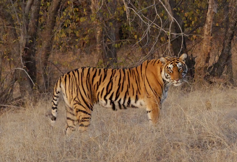 Top Story About  International Tiger Day (अंतरराष्ट्रीय बाघ दिवस)  अथवा  ( Global Tiger Day (वैश्विक बाघ दिवस ) मनाया जाता है!