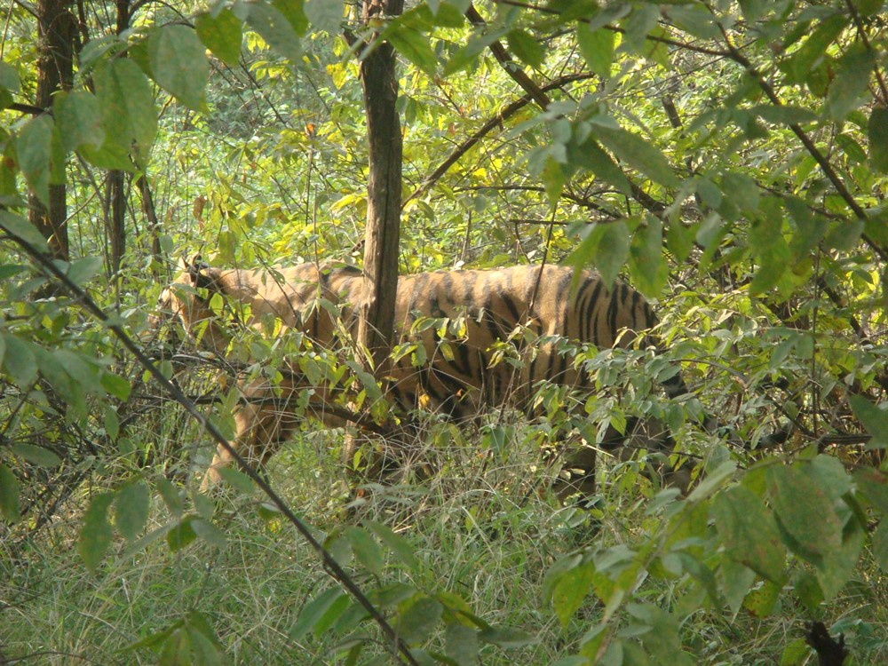 बाघिन - T-60 का शावक मृत मिला, रणथंभौर राष्ट्रीय उद्यान में 