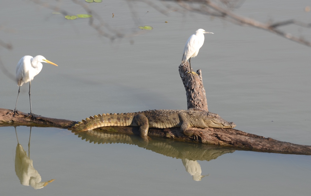Gharials, Marsh Crocodiles , and Dolphins have been found in greater numbers at the National Chambal Sanctuary!