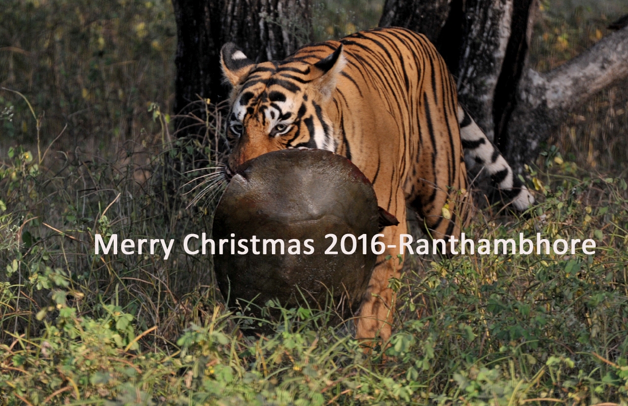 Merry Christmas 2016- Ranthambhore 