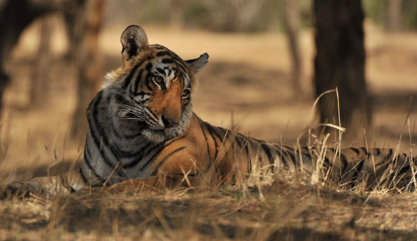 Ranthambhore tigress, Lighting sights with her first litter! 