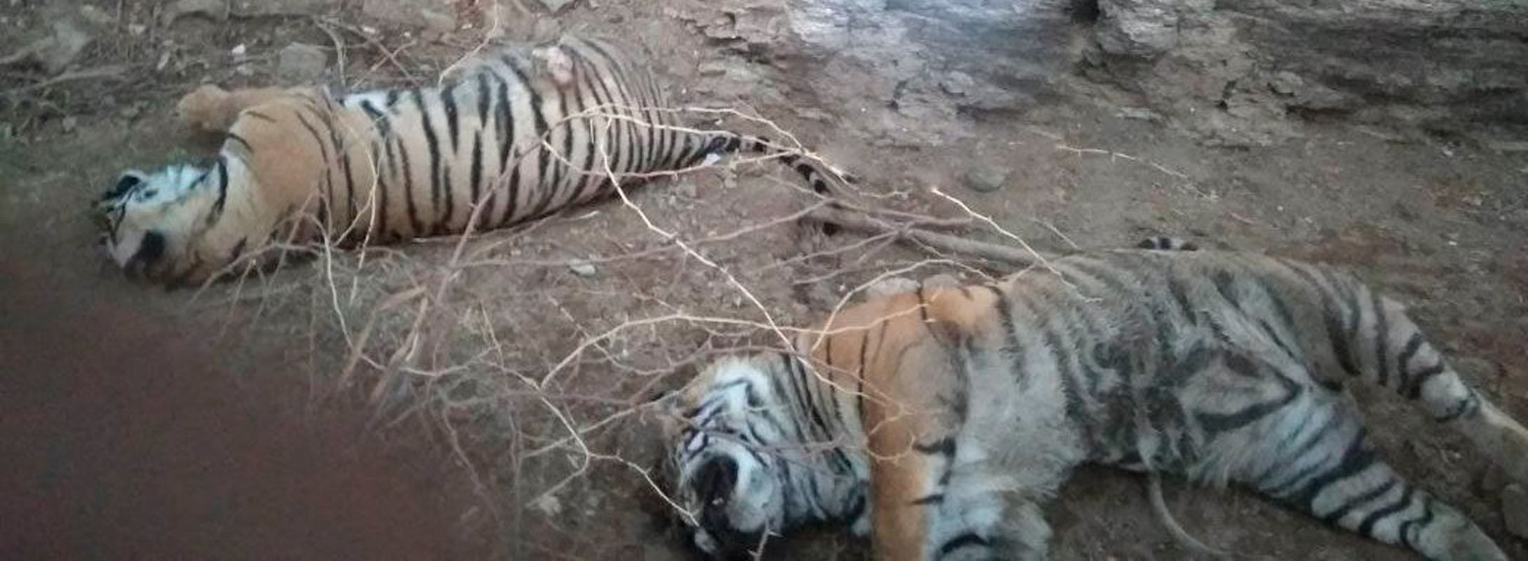 Two male tiger cubs found dead in Ranthambhore 