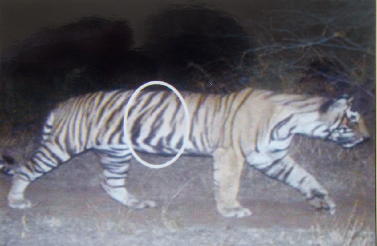10-Years-Old Tigress-T-35 Found Dead In Sultanpur Area-Kota. 