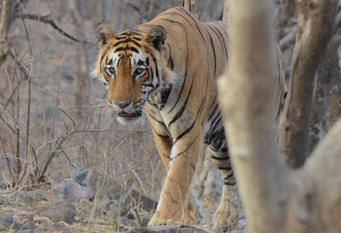 A 12 years old tiger, Star Male died In Ranthambhore 