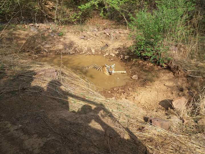 मानव-वन्यजीव संघर्ष पर डब्लूडब्लूएफ-यूएनईपी की साझा रिर्पोट : भारत के 35 प्रतिशत बाघ क्षेत्र, संरक्षित क्षेत्र से बाहर......