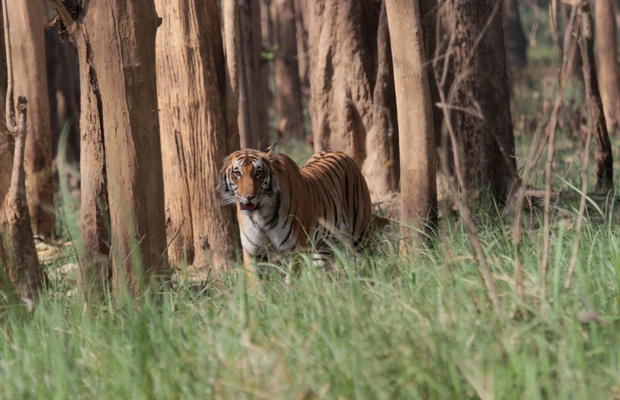 The tigress, Kankati from Dudhwa National Park