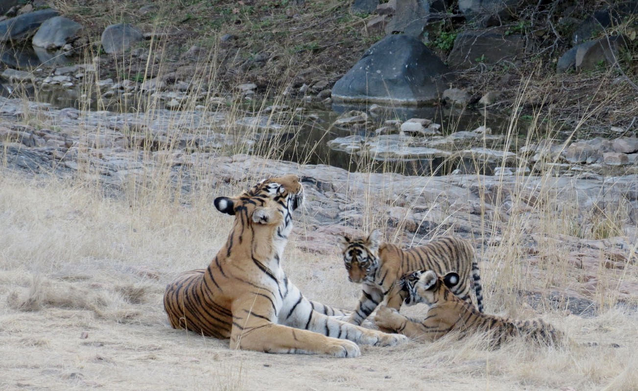 The tigress, T-8 was spotted with her 4th litter. 