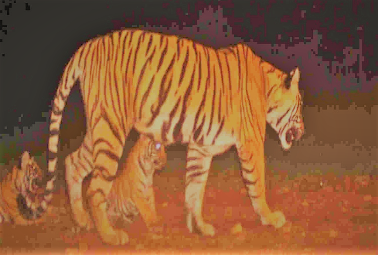 बाघिन नूरी (Noori) अपने तीन नये शावकों (tiger cubs)  के साथ नजर आयी : रणथंभौर नेशनल पार्क