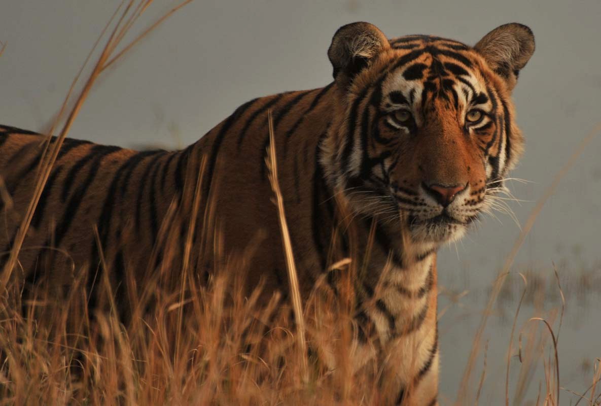 Tiger, Packman Aka T-85  Found Dead In Rajasthan - Ranthambore National Park 