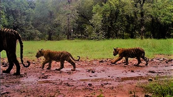 Everyone Loves Three New-born Tiger Cubs Spot With Her Mother  at Ranthambore National Park