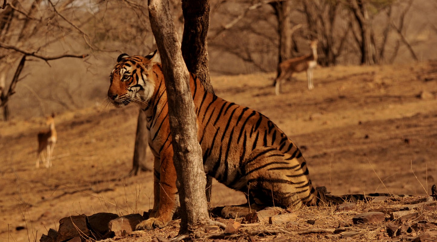 Tiger Sighting Up Dates From  Sariska Tiger Reserve 
