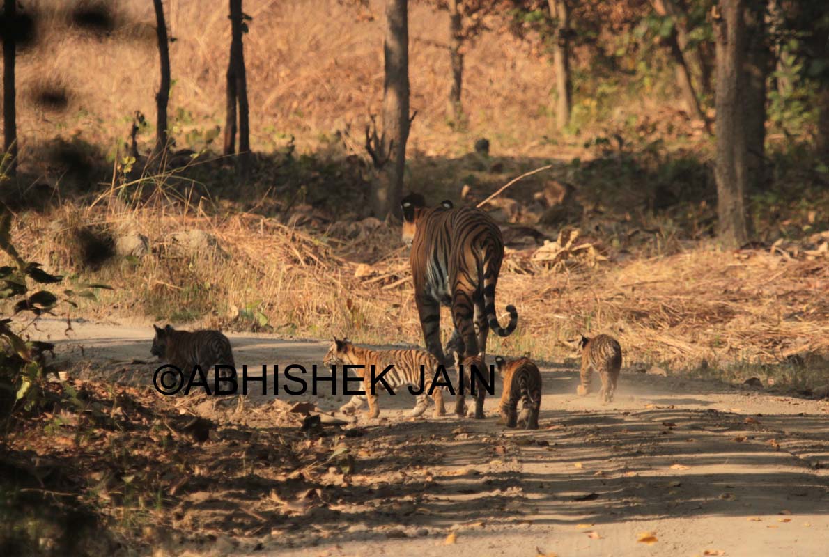 How A Beautiful Tigress, Beldanda was Spotted with Her Five newborn tiger Cub In Dudhwa National Park   
