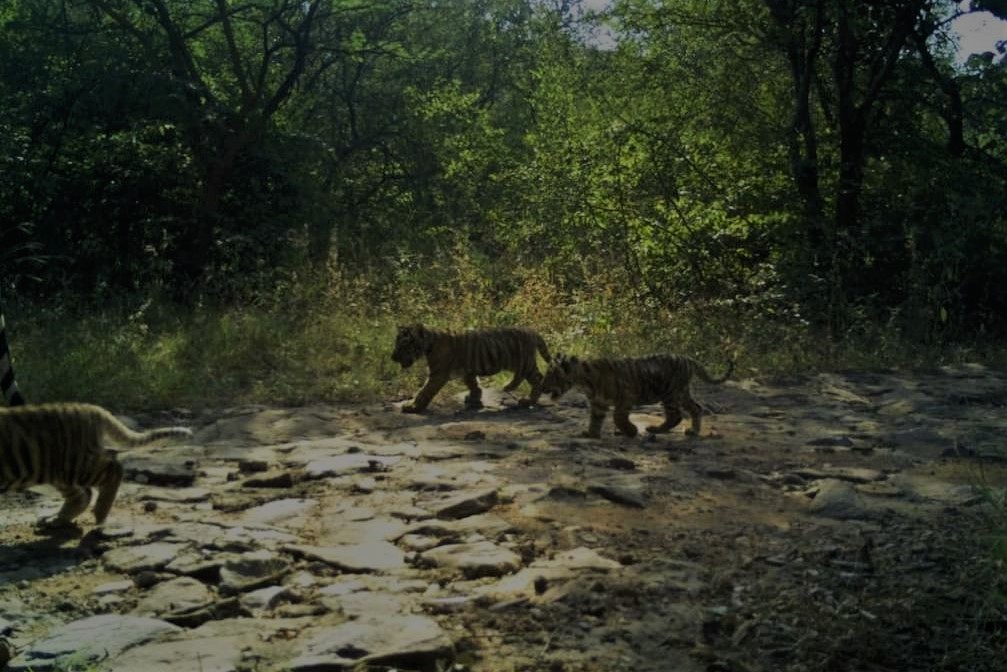 The tigress, Chandra (T-63) and her three newborn, tiny tiger-cubs capture in Camera Trap at Ranthambore National Park!