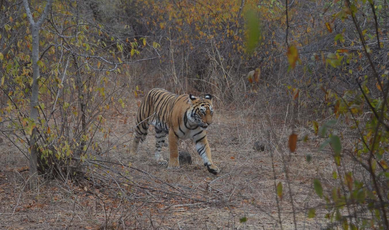  Waw ! A Looking Ahead: The Future of a sub adult tiger, T-111 Spots in Ranthambore National Park  during Ranthambore Safari, Rajasthan wildlife [2019] 