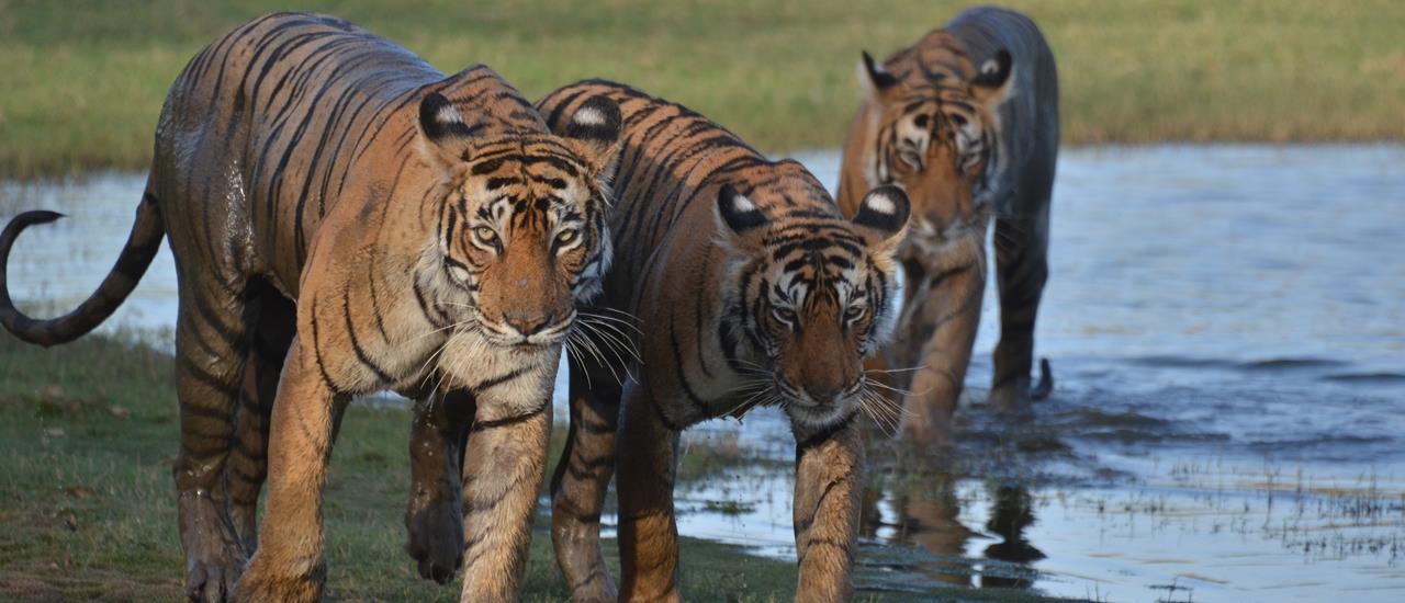 Tiger Safari in Ranthambhore