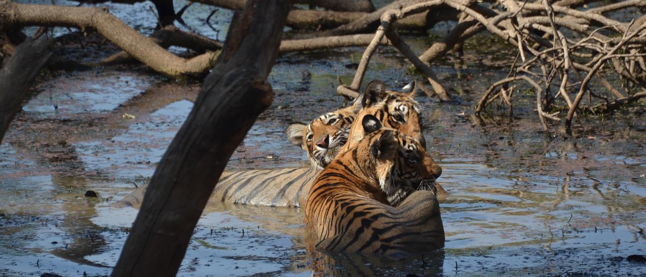 Tiger Bathing in Ranthambhore