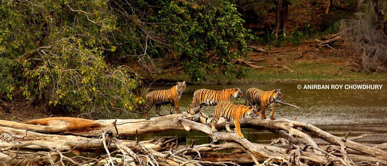 Tiger Family in Ranthambhore, Photo by Anirban Roy Chowdhury