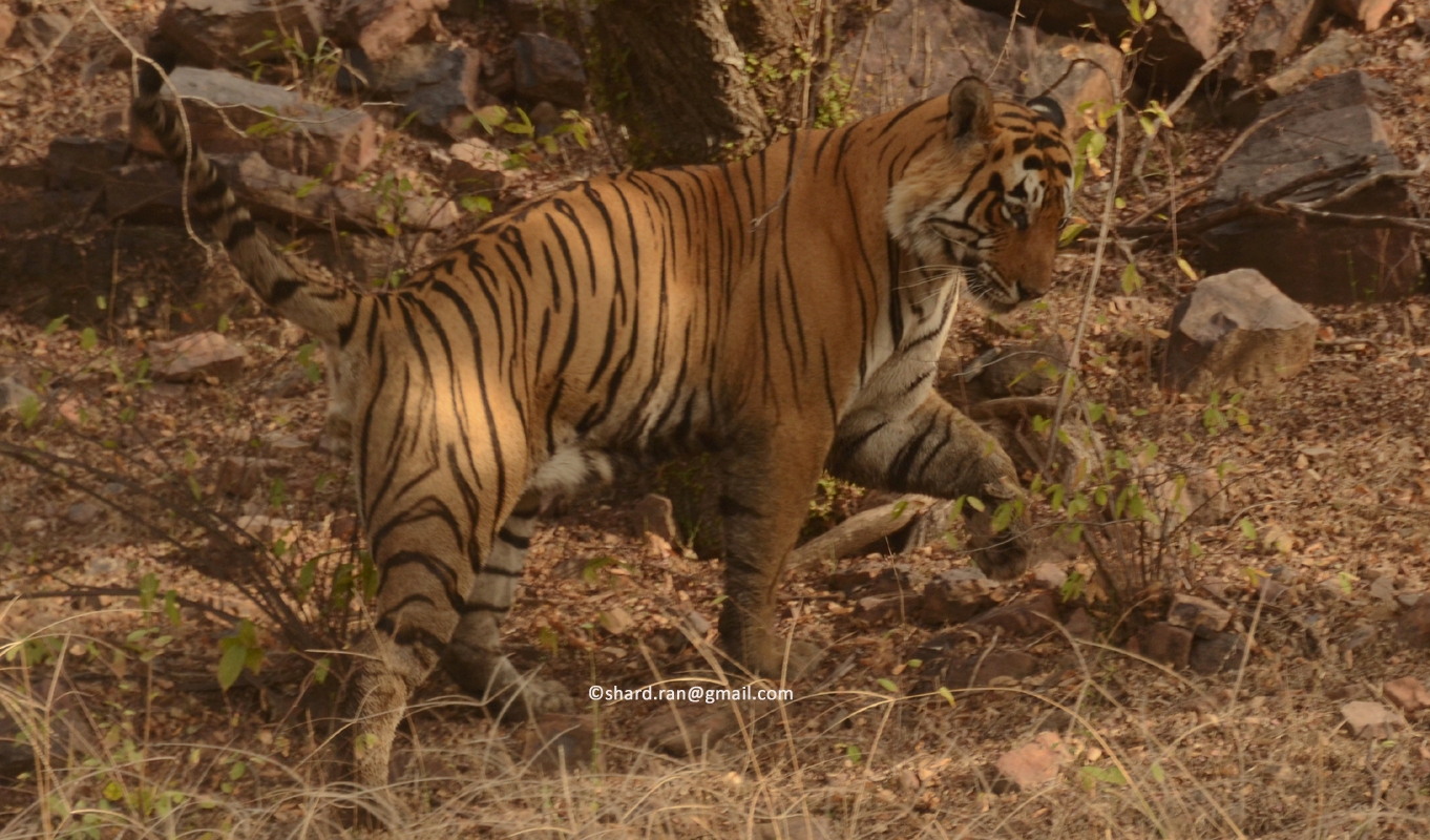 Tiger (T-25) was reported at Khandar Range 